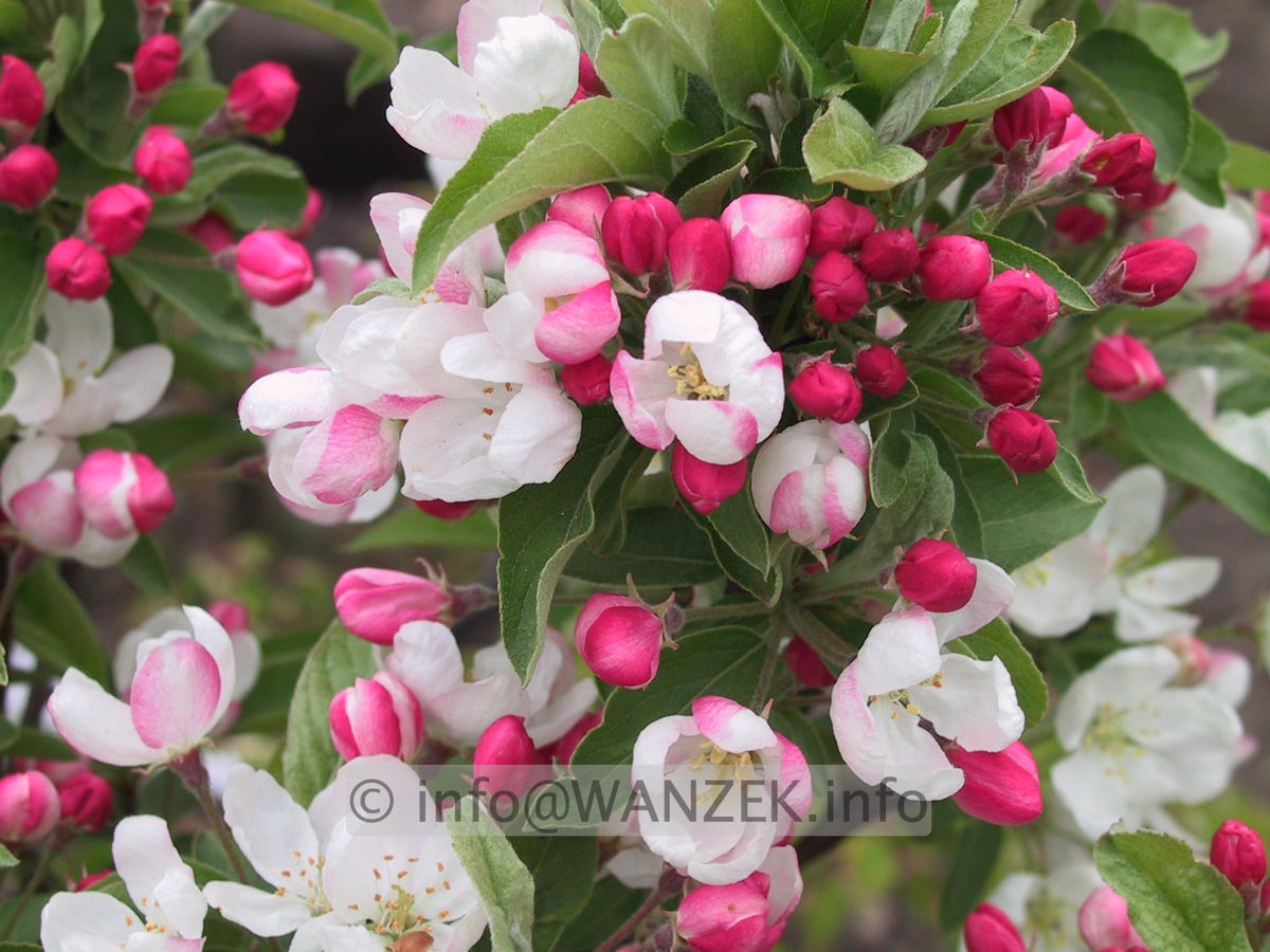 Malus Pom Zai 02b.JPG